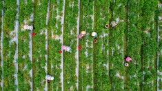 【组图】《收获》 2025-08-02   江苏省宜兴市